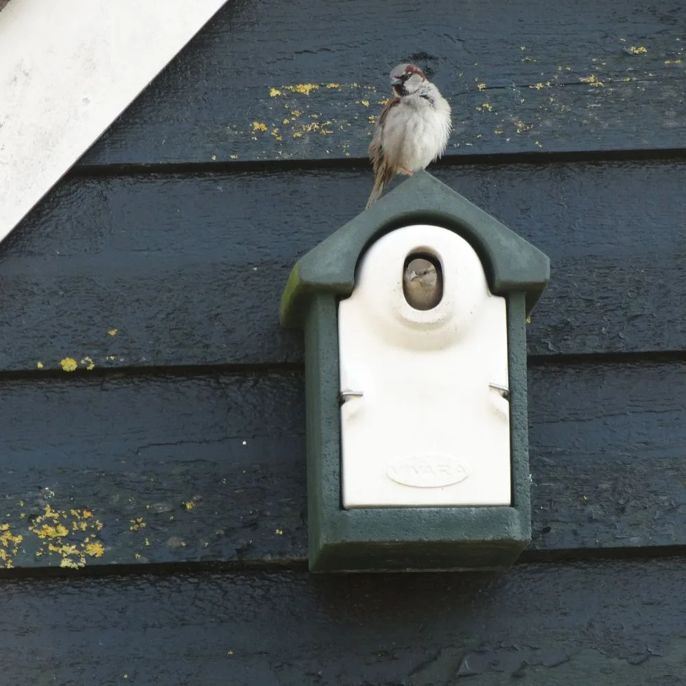 Afbeelding van de NK SE 07 Nestkast, een groene nestkast gemaakt van houtbeton van Vivara Pro. In deze nestkast ziet men een kop van een vrouwelijke huismus naar buiten kijken. Bovenop de nestkast staat een mannelijke mus die rondkijkt.