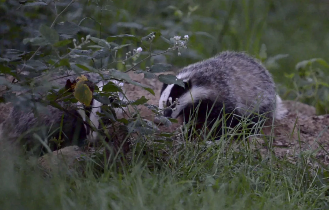 Dassen Afbeelding van twee dassen in het wild