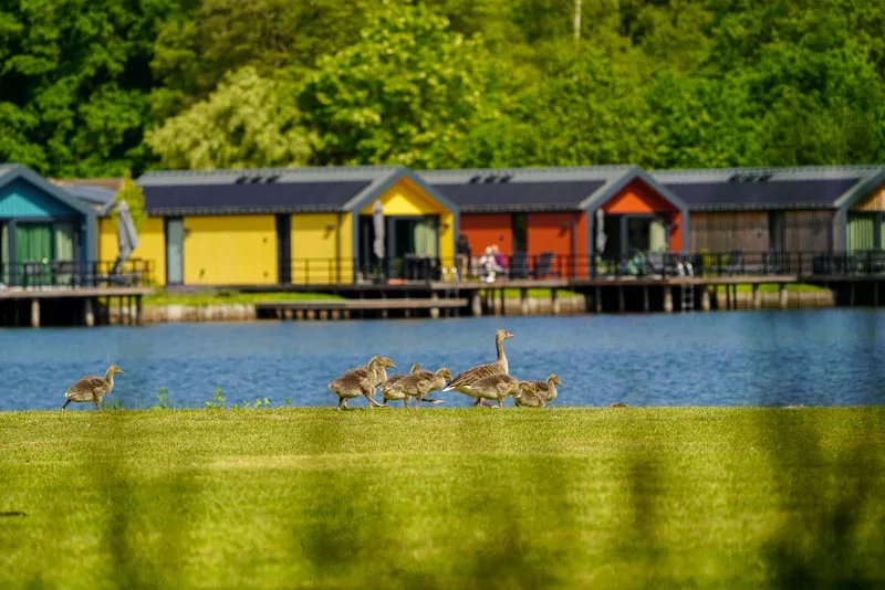 Recreatiepark klein vink mitigatie en compensatie Nieuwe verblijfplaatsen voor beschermde vleermuissoorten op Landal Recreatiepark Klein Vink | 2
