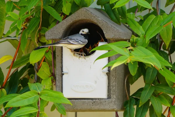 Afbeelding van een witte kwikstart die haar nestjong aan het voeren is in de NK BA 03 nestkast van Vivara Pro. De nestkast is gemaakt van houtbeton in Europese fabrieken.