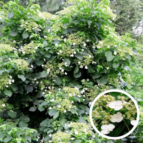 Klimhortensia (biologisch) | 2 Klimhortensia (biologisch) | 1