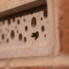 Bee brick inbouwsteen solitaire bij | 5 bee brick