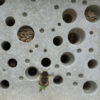 Bee brick inbouwsteen solitaire bij | 3 Bee brick