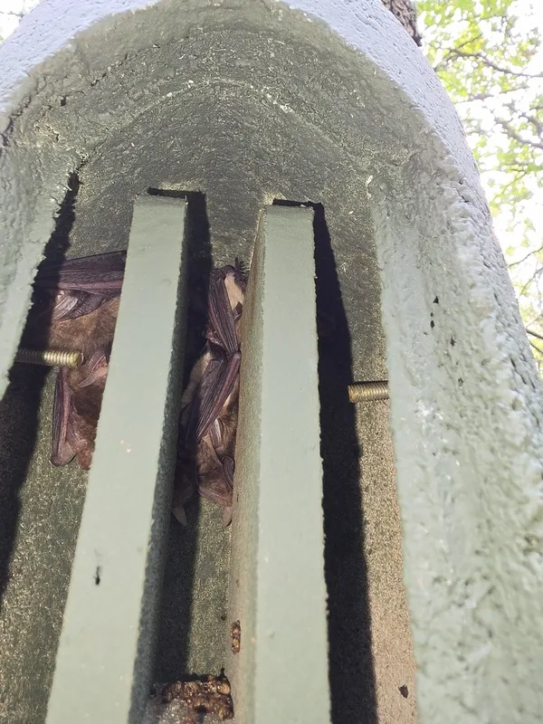 Afbeelding van een aantal grootoorvleermuizen (Plecotus auritus) in de VK SW 01 vleermuiskast van Vivara Pro.