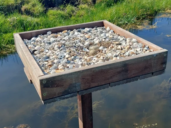 Afbeelding van een scholekster plateau van Vivara Pro x Drijvend groen met twee eieren