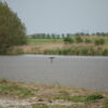 BE DG 02 Scholekster plateau | 6 Afbeelding van een scholekster plateau van Vivara Pro x Drijvend groen