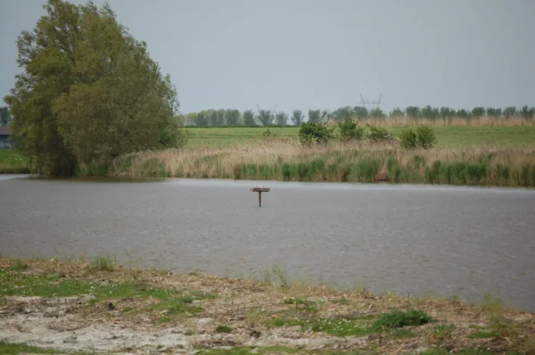 Afbeelding van een scholekster plateau van Vivara Pro x Drijvend groen