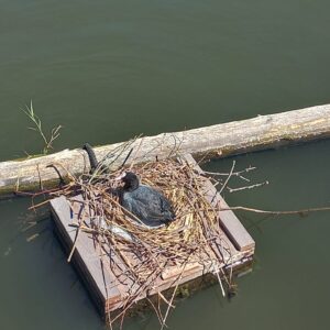 Afbeelding van de urban vogelvlot basis met een broedende fuut
