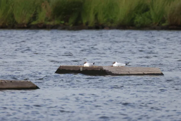 Afbeelding van een Vivara Pro x drijvend groen visdiefvlot trapezium met een broedende kokmeeuw in het water