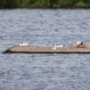 BE DG 04 broedeiland trapezium S | 4 Afbeelding van een broedeiland van Vivara Pro x Drijvend groen voor watervogels