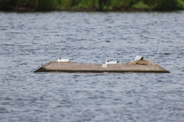 Afbeelding van een broedeiland van Vivara Pro x Drijvend groen voor watervogels